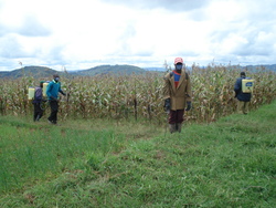 Applying pesticides to maize field, Ruhunde, Rwanda (Photo: Manuel Milz)